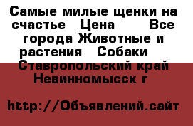 Самые милые щенки на счастье › Цена ­ 1 - Все города Животные и растения » Собаки   . Ставропольский край,Невинномысск г.